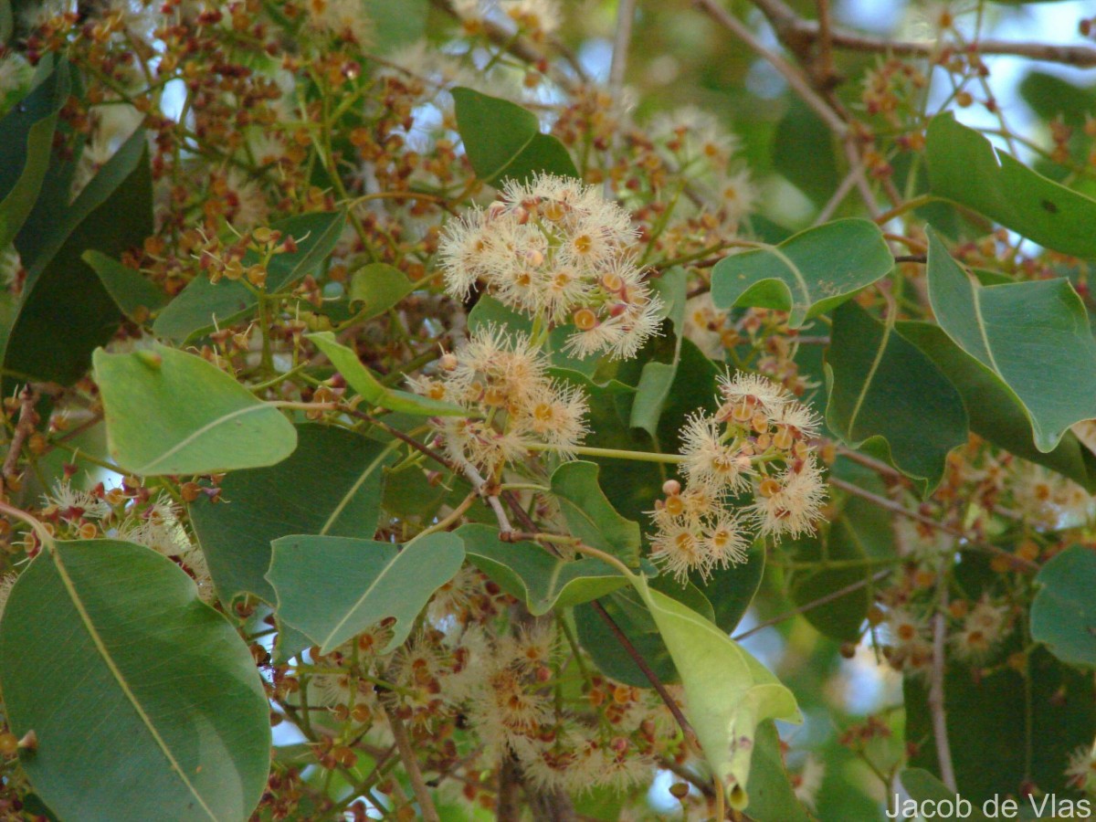 Syzygium cumini (L.) Skeels